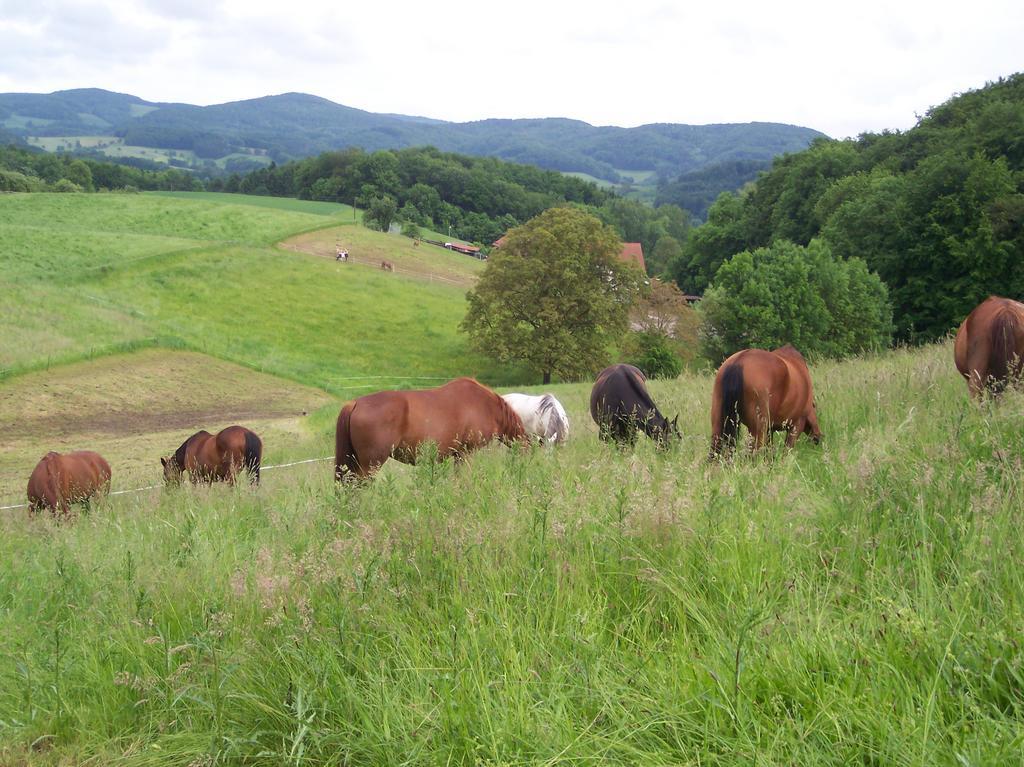 Pferdehof Und Wanderreitstation Doersam Villa Mörlenbach Buitenkant foto